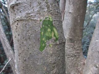 アオツヅラフジ